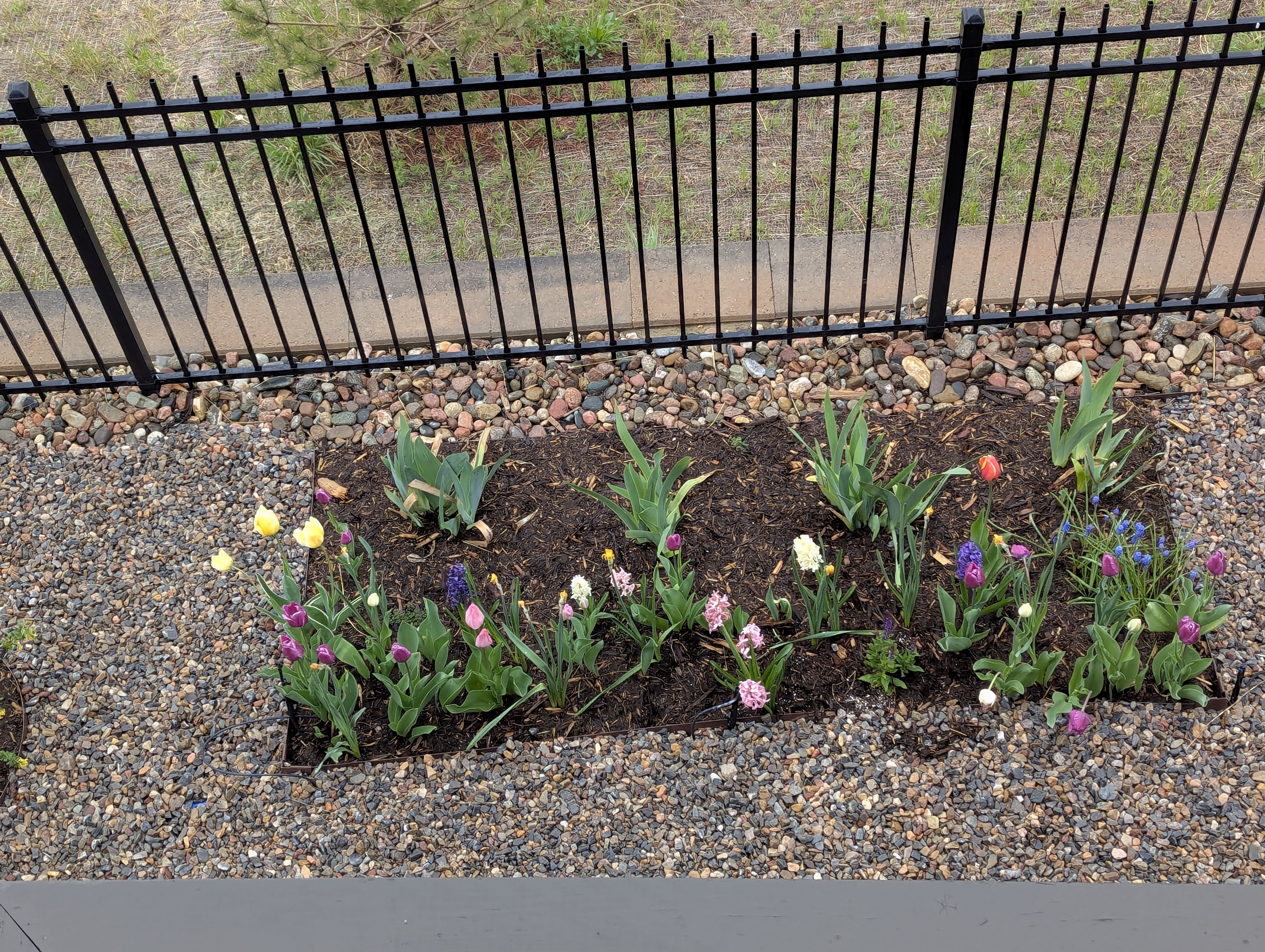 Garden, Flowers, Morrison, Colorado